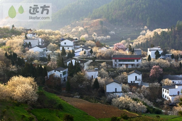 湖北郧县樱桃沟 拥一袭满满的花香入梦