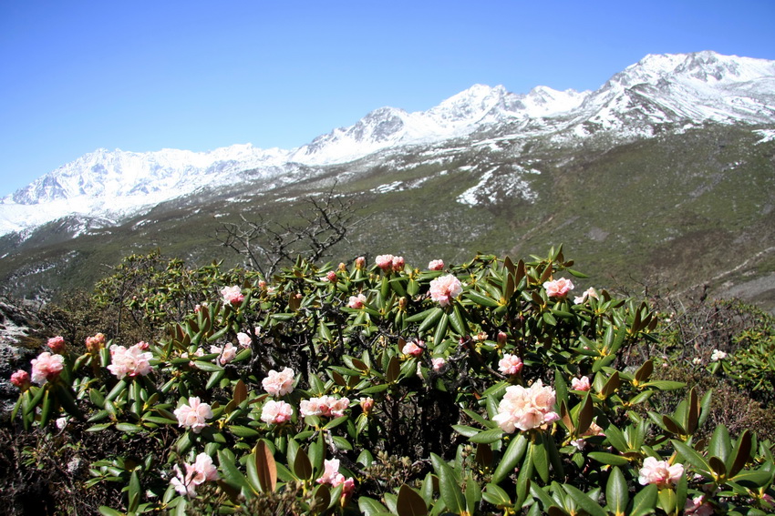 真正称得起"傲霜雪"的花儿---凝毛杜鹃 【转帖】