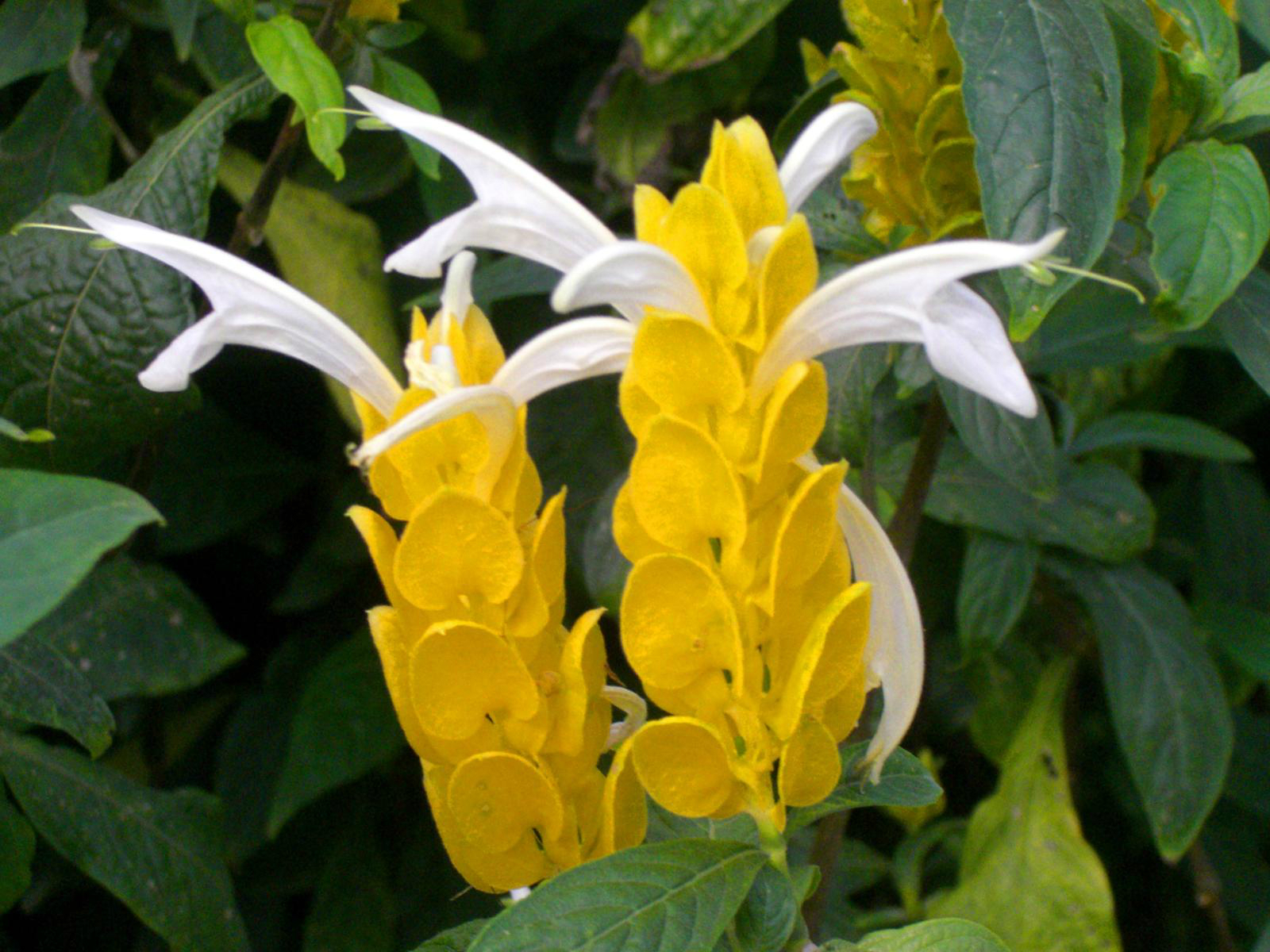 5.黄虾花  摄于北京世界花卉大观园