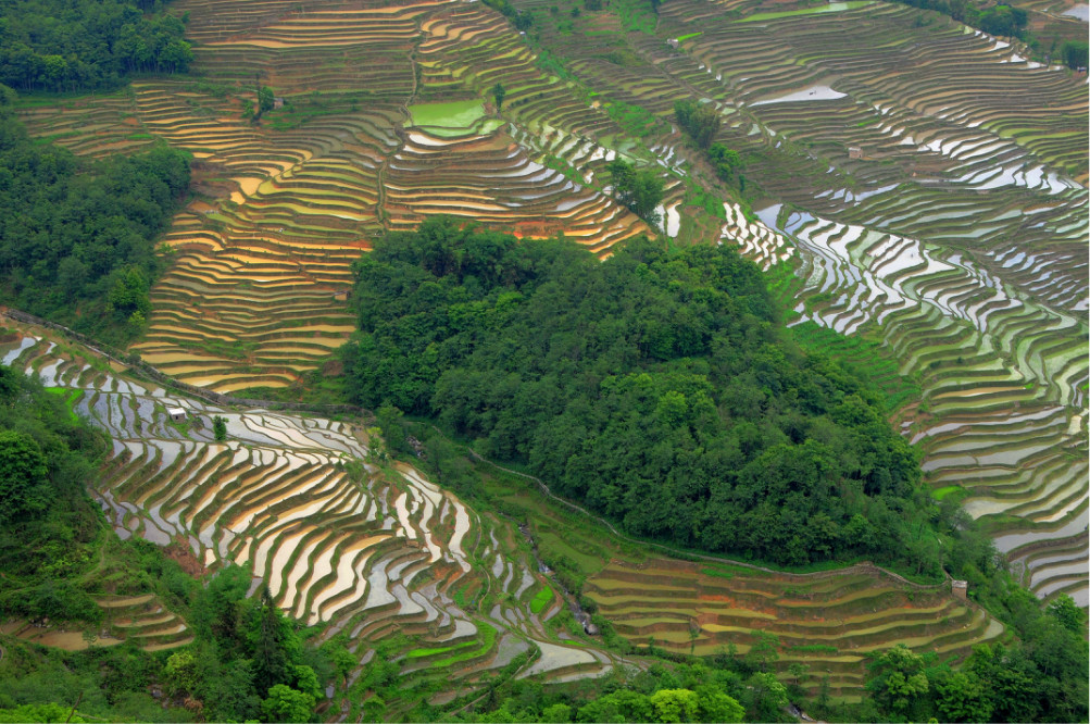 紅河元陽哈尼梯田,延續千年的大地雕刻