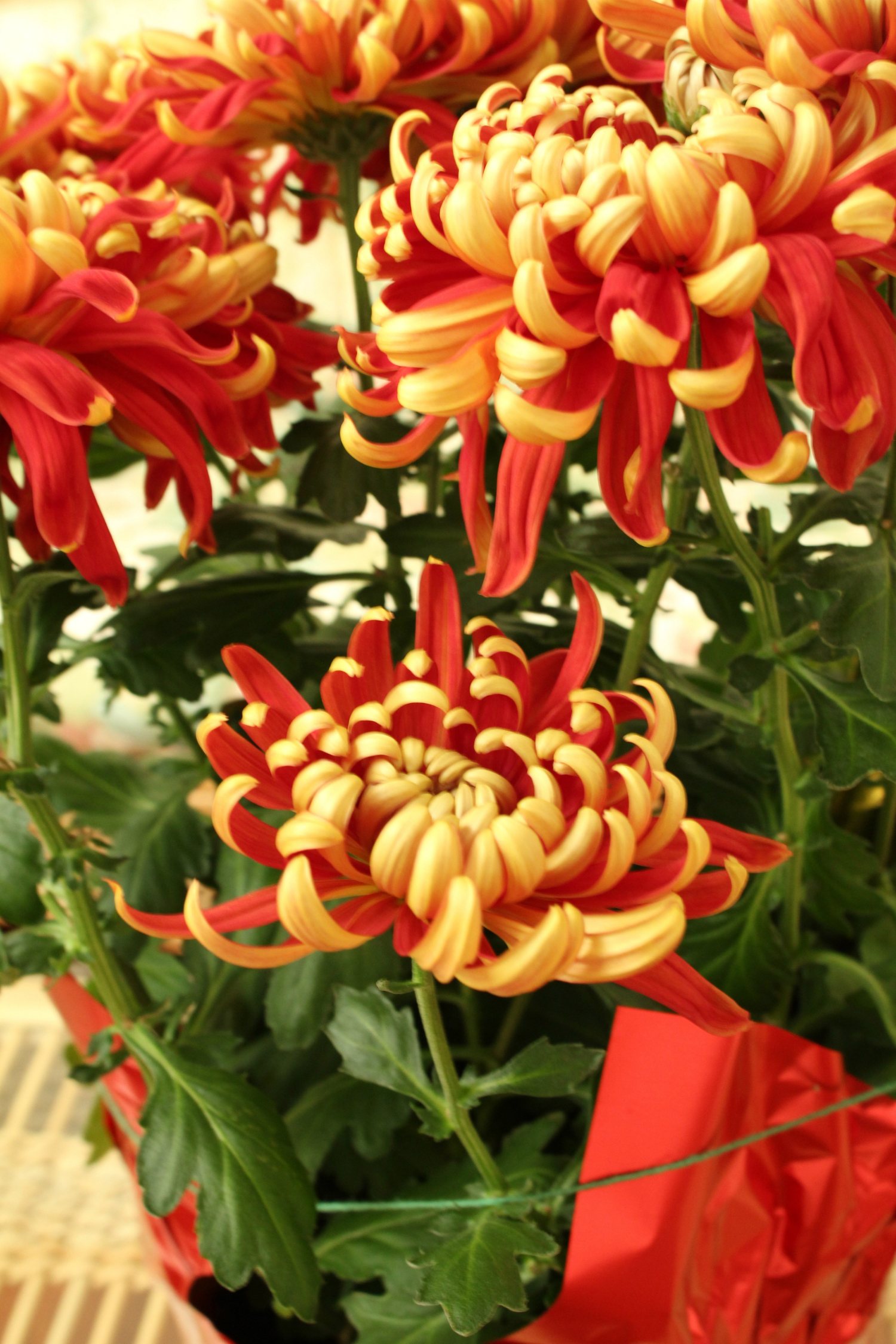 黄金满屋菊富贵 红红火火兆丰年