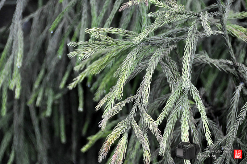 著名的峨眉冷杉!