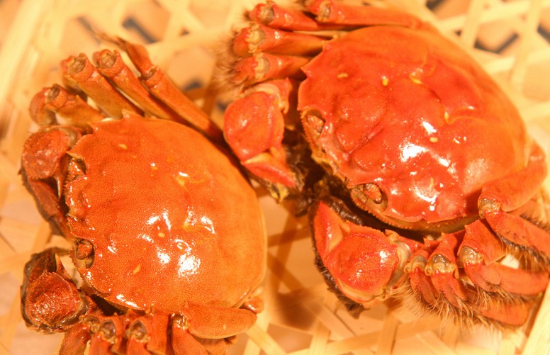 德国大闸蟹德国进口大闸蟹未获准德国大闸蟹好吃吗