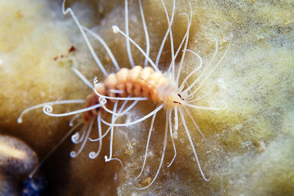 转钩手水母海蛞蝓海蛞蝓一种名叫coryphella verrucosa的软体动物.