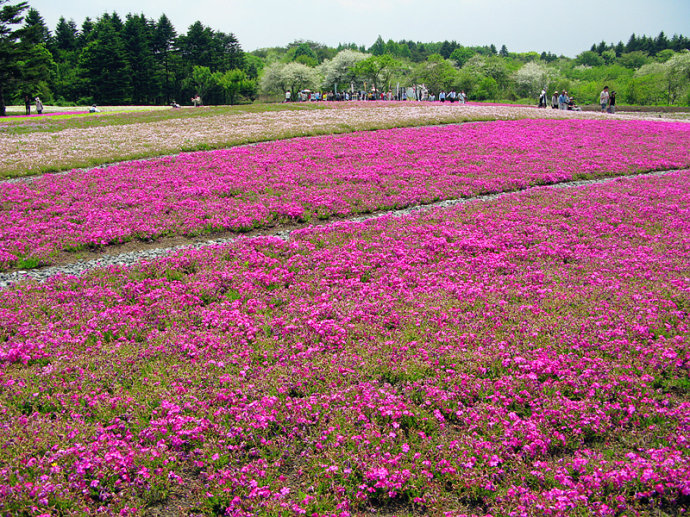 原始圖片 富士芝櫻公園～位於富士山腳下,是此行曰本的重點,看慣了