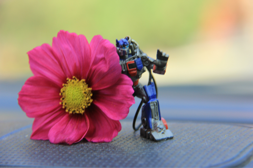 车上的擎天柱也被花朵迷住了,他拿花儿当盾