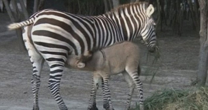 【斑驴宝宝】墨西哥动物园斑马与驴交配产子