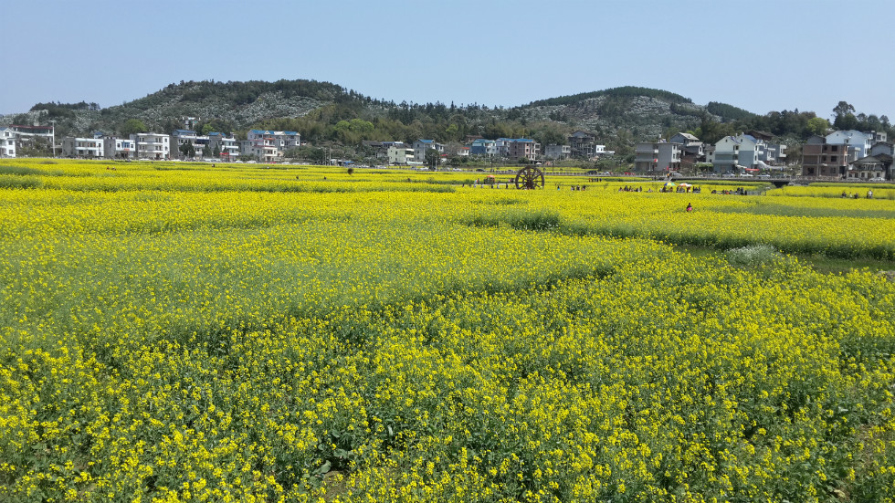 坪盘村油菜花