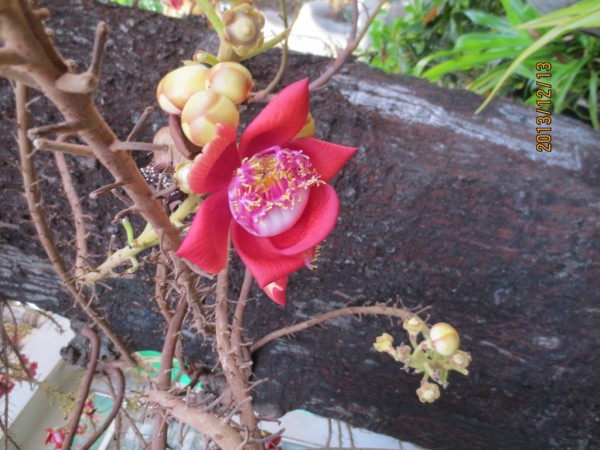 无忧树开花 wKgB4lLBY8uABzkrAAkGPlLdvMI68.jpeg?imageView2%2F2%2Fw%2F600%2Fq%2F90