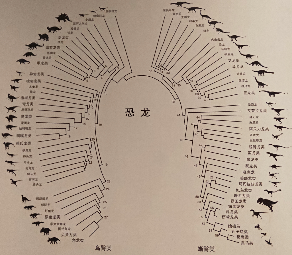 蜥臀类与鸟臀类恐龙细分类