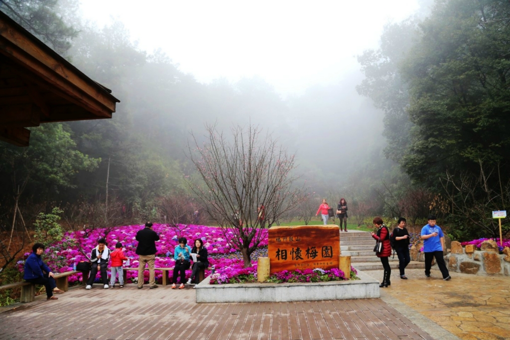 福州鼓山梅里景区百亩梅花园