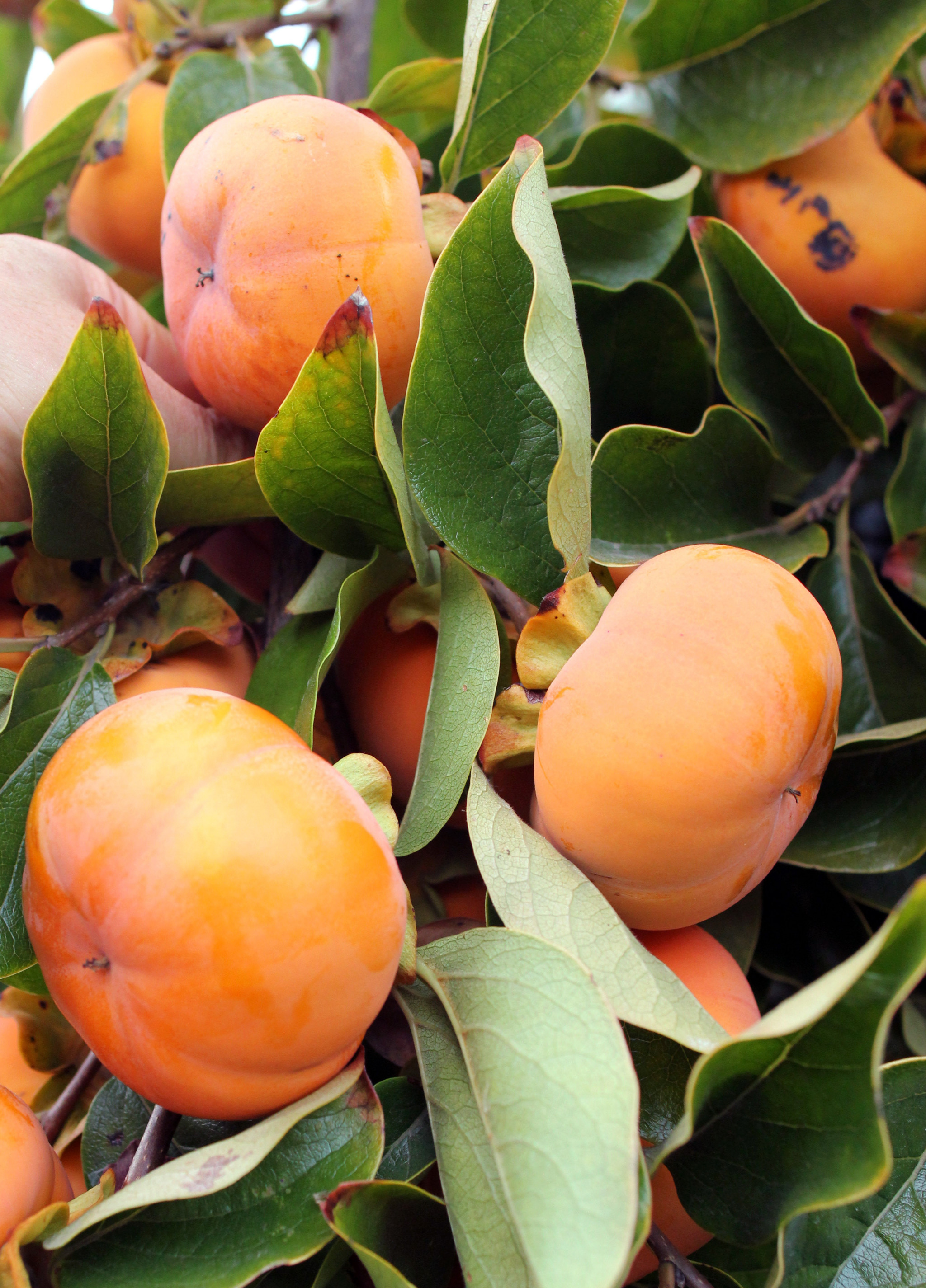 墙头累累柿子黄 鸟家秋获老圃欢