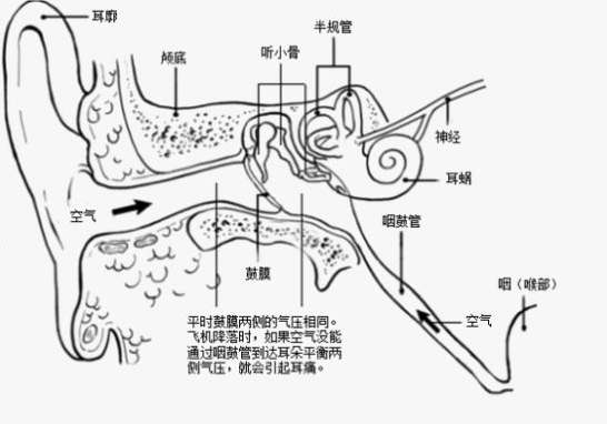 耳部解剖结构示意图