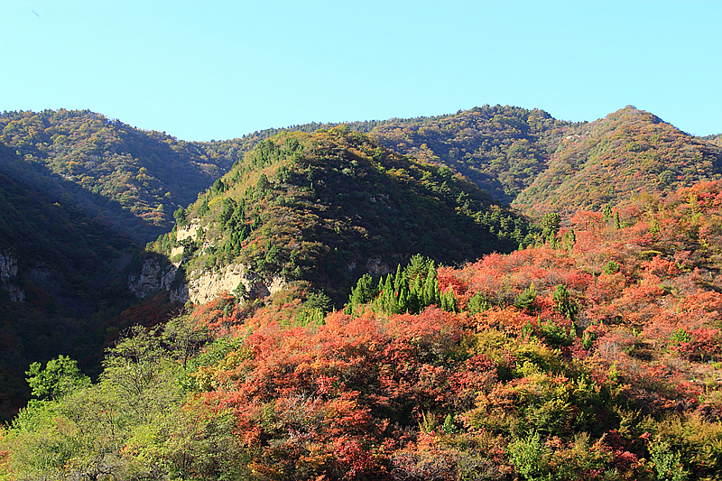 仙台山红叶红了