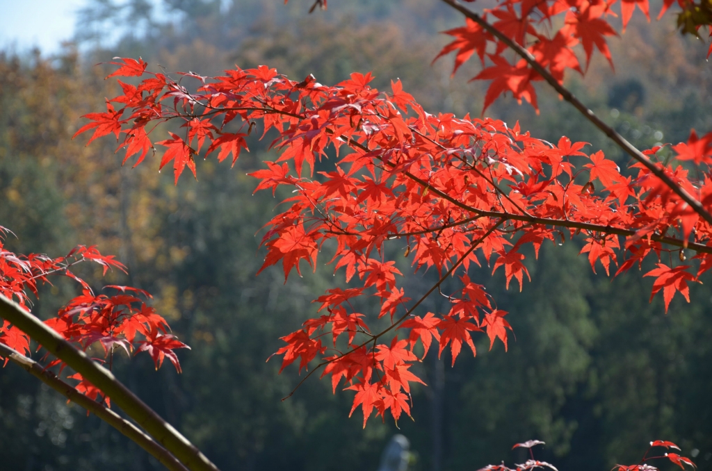 棲霞山楓葉又紅了