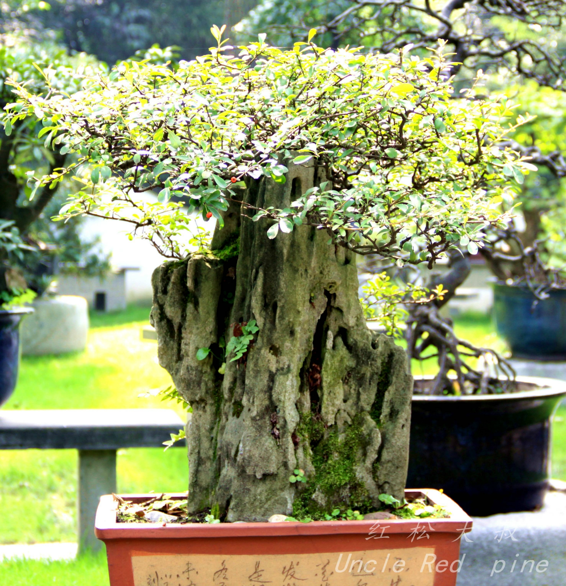 紅松新發了遊記《近觀川派盆景園,體味大師精品》2