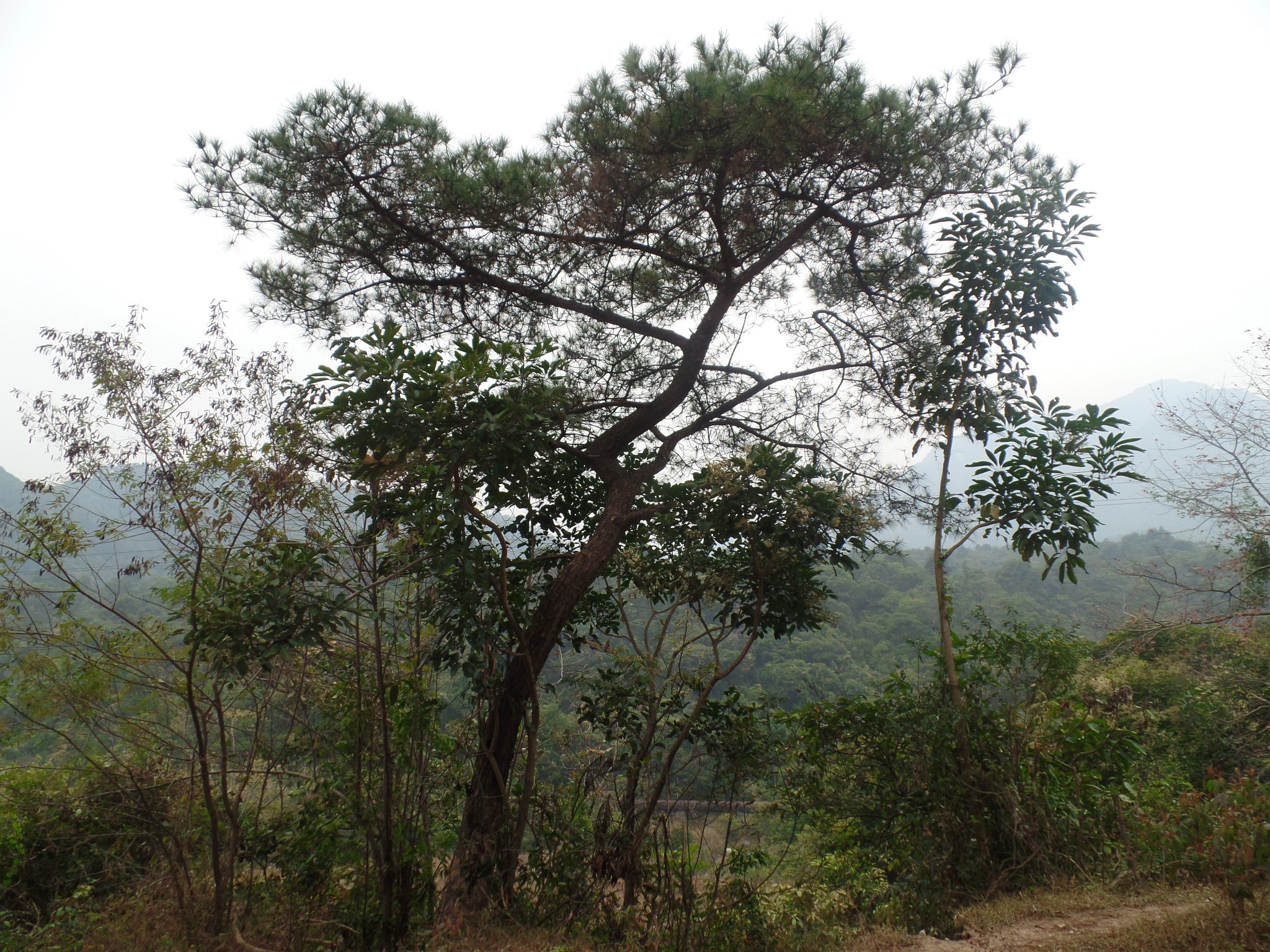 廣東肇慶懷集縣藍鍾鎮原始溫泉之旅圖片84,肇慶旅遊景點,風景名勝