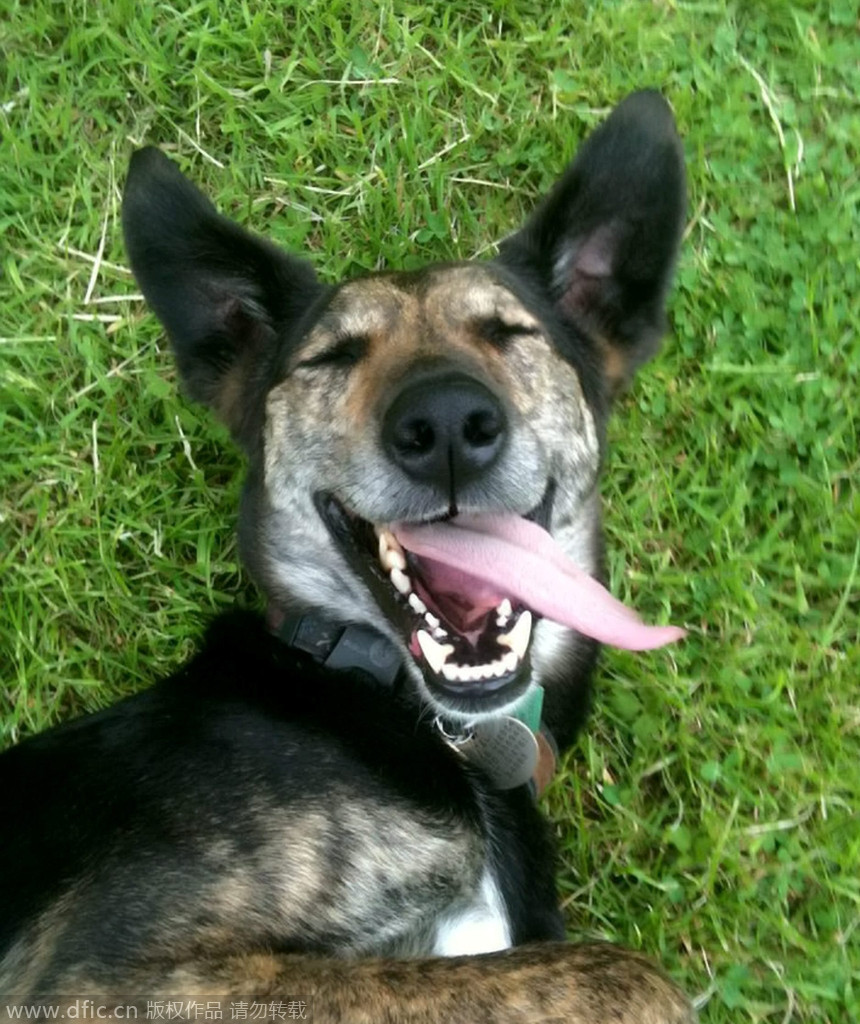 最开心的宠物大集锦:今天你笑了吗