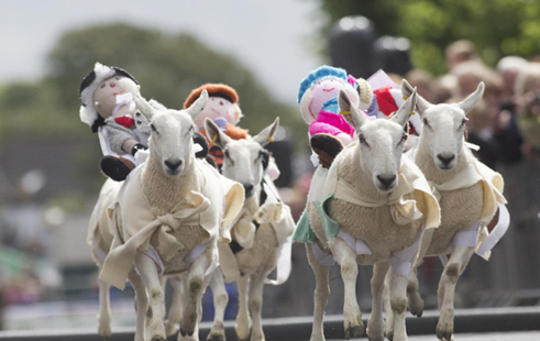 羊年马上到了,盘点国外奇葩的羊族运动会!