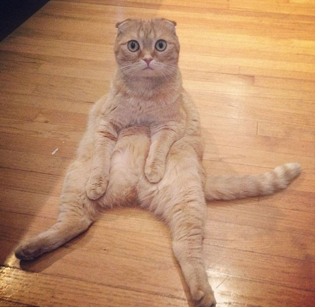 美宠物猫酷爱"打坐" 萌化众网友