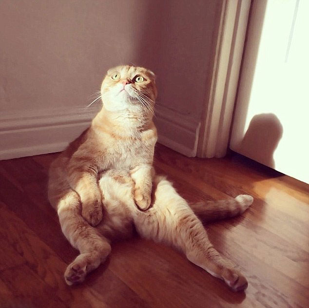 美宠物猫酷爱"打坐" 萌化众网友