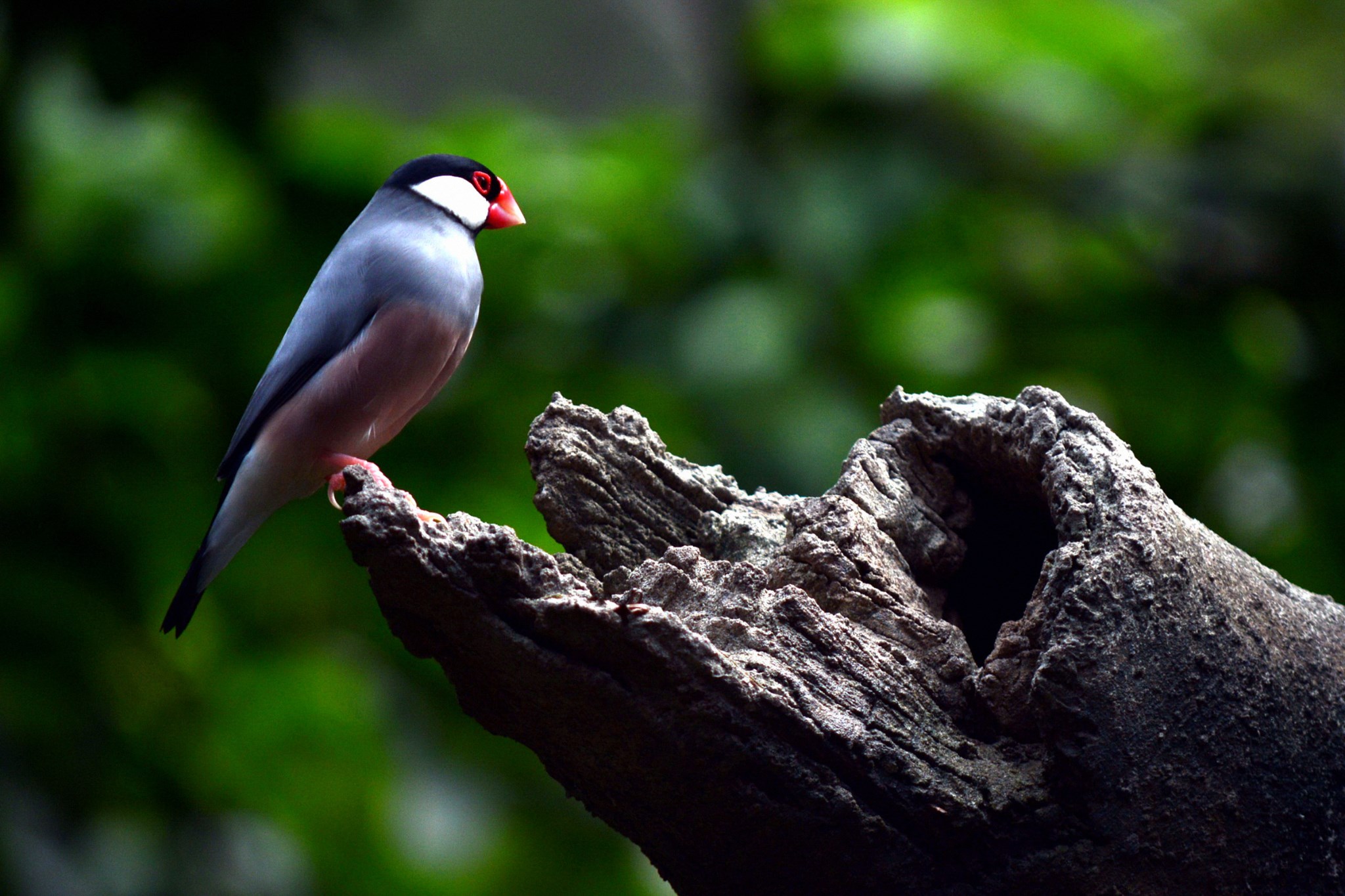 爪哇禾雀(文鸟)