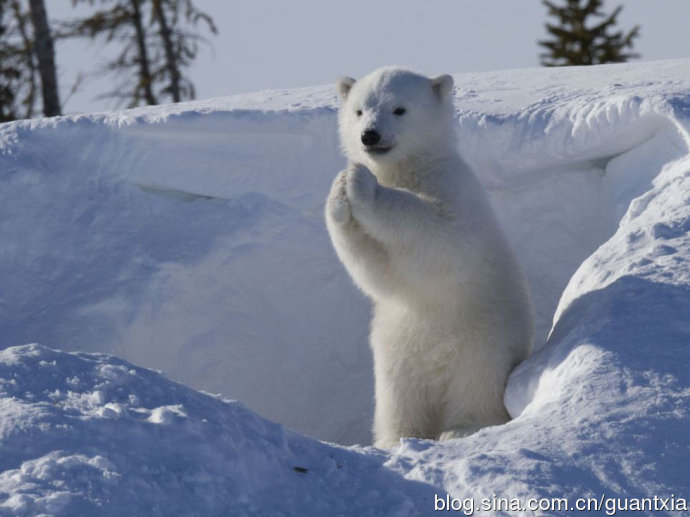 【萌主驾到】可爱北极熊宝宝挥手作揖萌翻众人