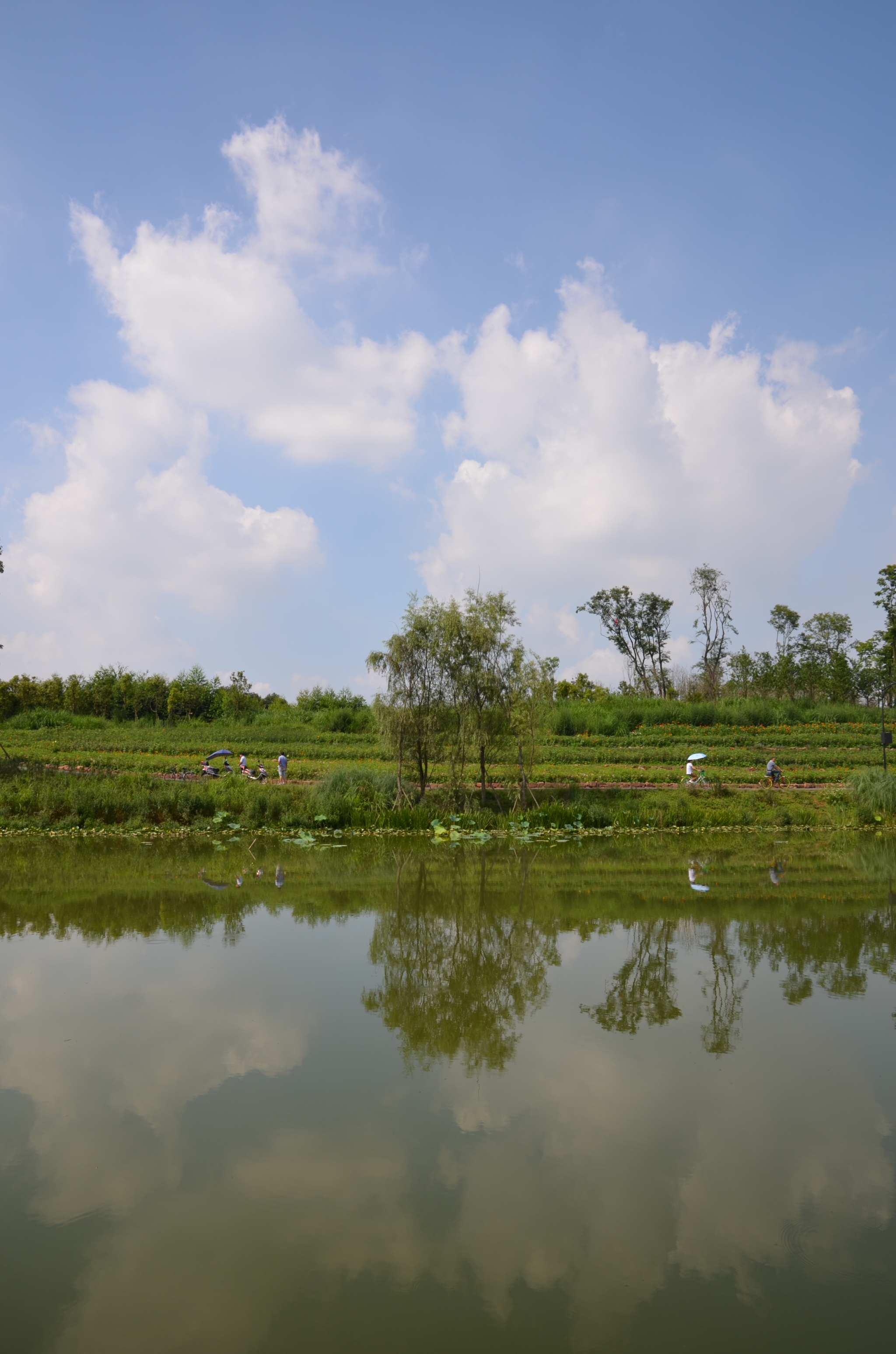 成都白鹭湾湿地公园