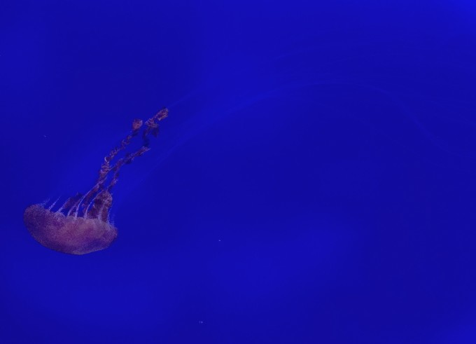 海洋之心 真的 wKgBpVYh33CAeLJ5AAJA2Xv4Kdc81.jpeg?imageView2%2F2%2Fw%2F680%2Fq%2F90