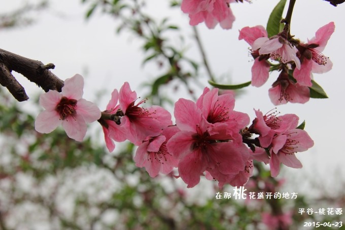 在那桃花盛开的地方的歌词 wKgBpVU66Q-APx8YAAMCQRrj46k13.jpeg?imageView2%2F2%2Fw%2F680%2Fq%2F90