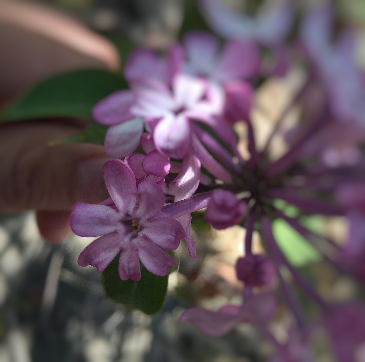 意外遇见七瓣丁香花.