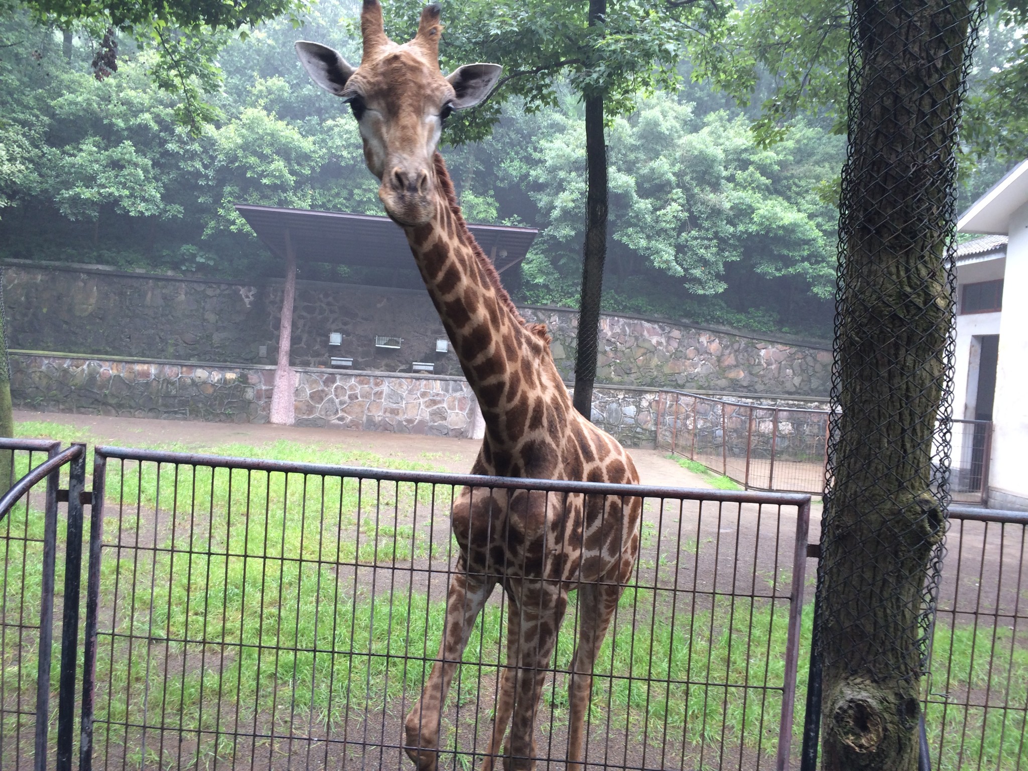 杭州動物園,杭州杭州動物園,西湖小眾景點,杭州旅遊攻略,杭州興趣點