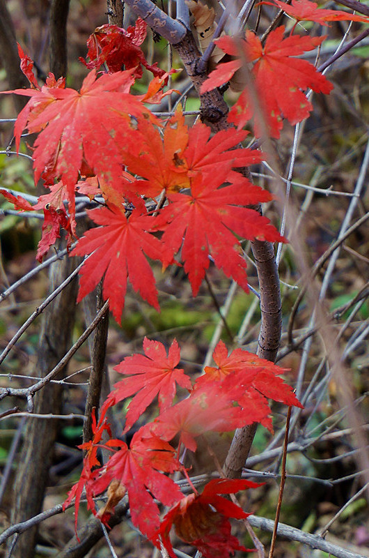 在山中发现了一棵九角枫,那红叶无论是残缺的,还是完整的