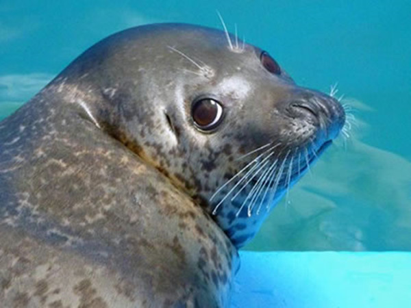 香港海洋公园是一座集海陆动物展览,机动游戏和大型表演于一身的主题