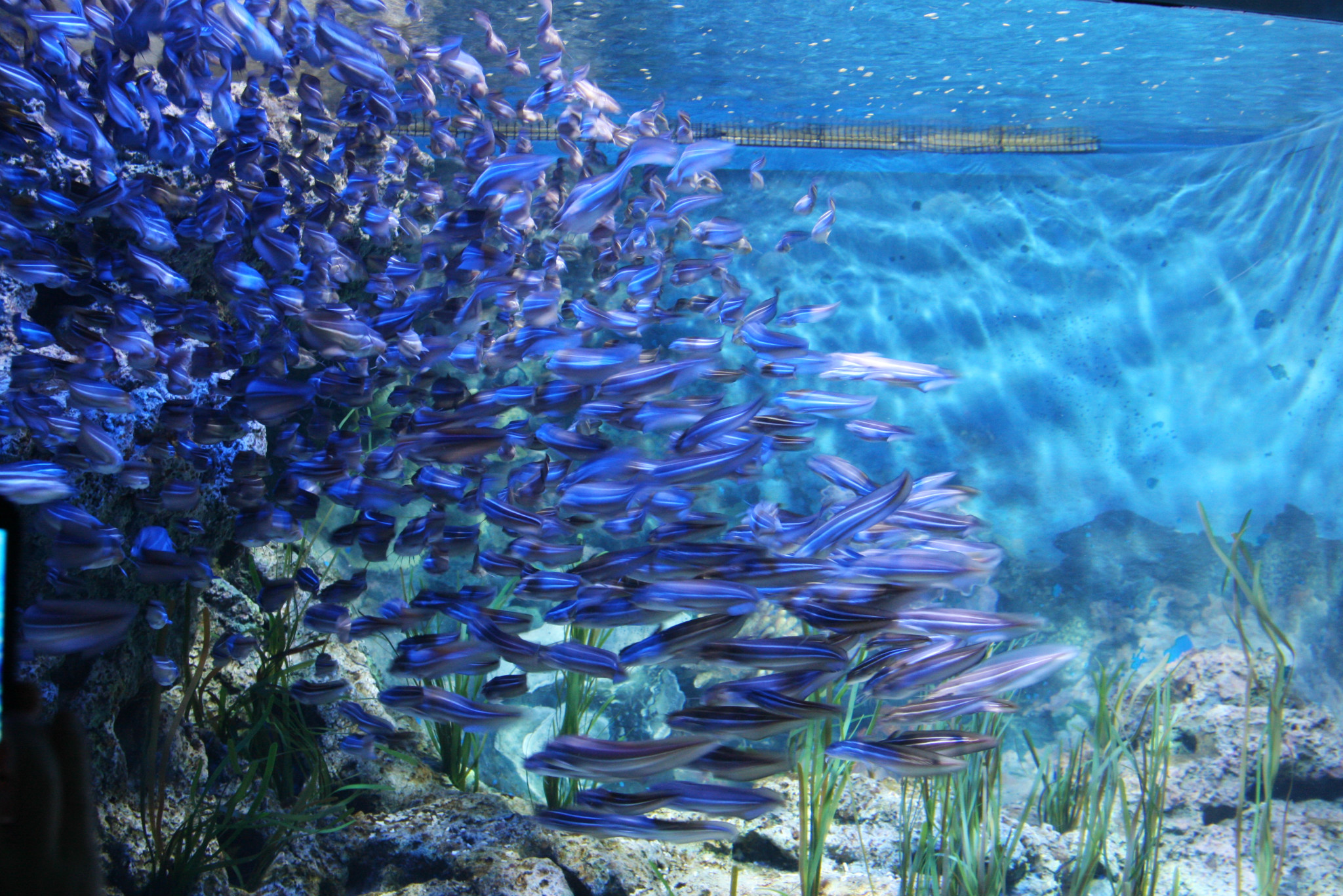 水族有多少人口_北流隆盛镇有多少人口(2)