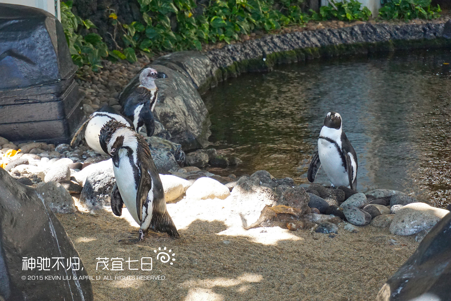 夏威夷自助遊攻略