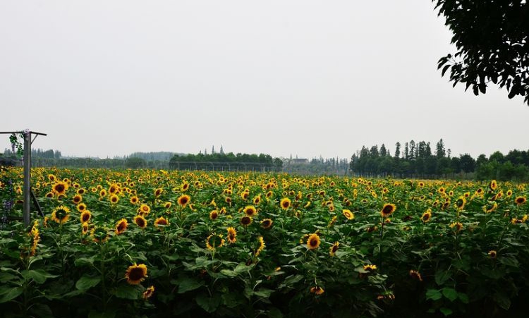 消夏计划幸福乌托邦无锡江南葵园首届露营节精彩活动纪实