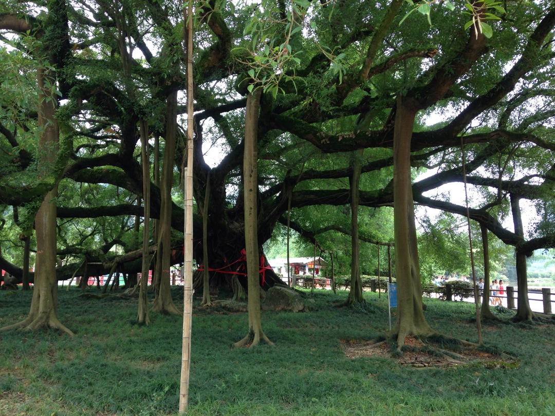 Yangshuo Big Banyan Tree