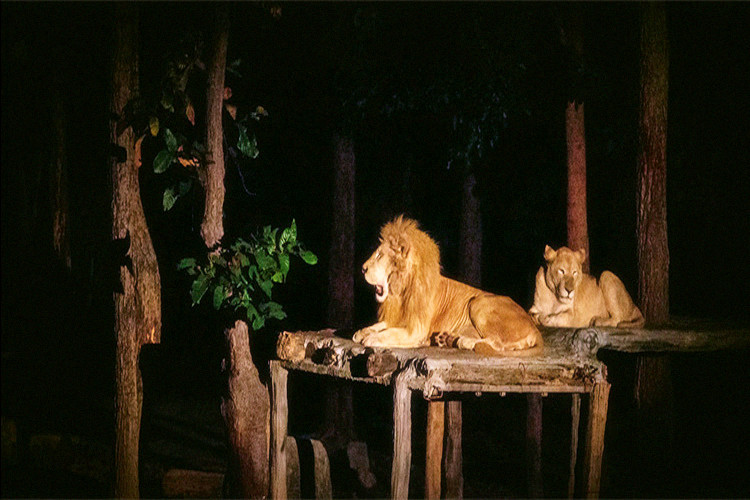 清迈夜间动物园门票(含酒店接送)