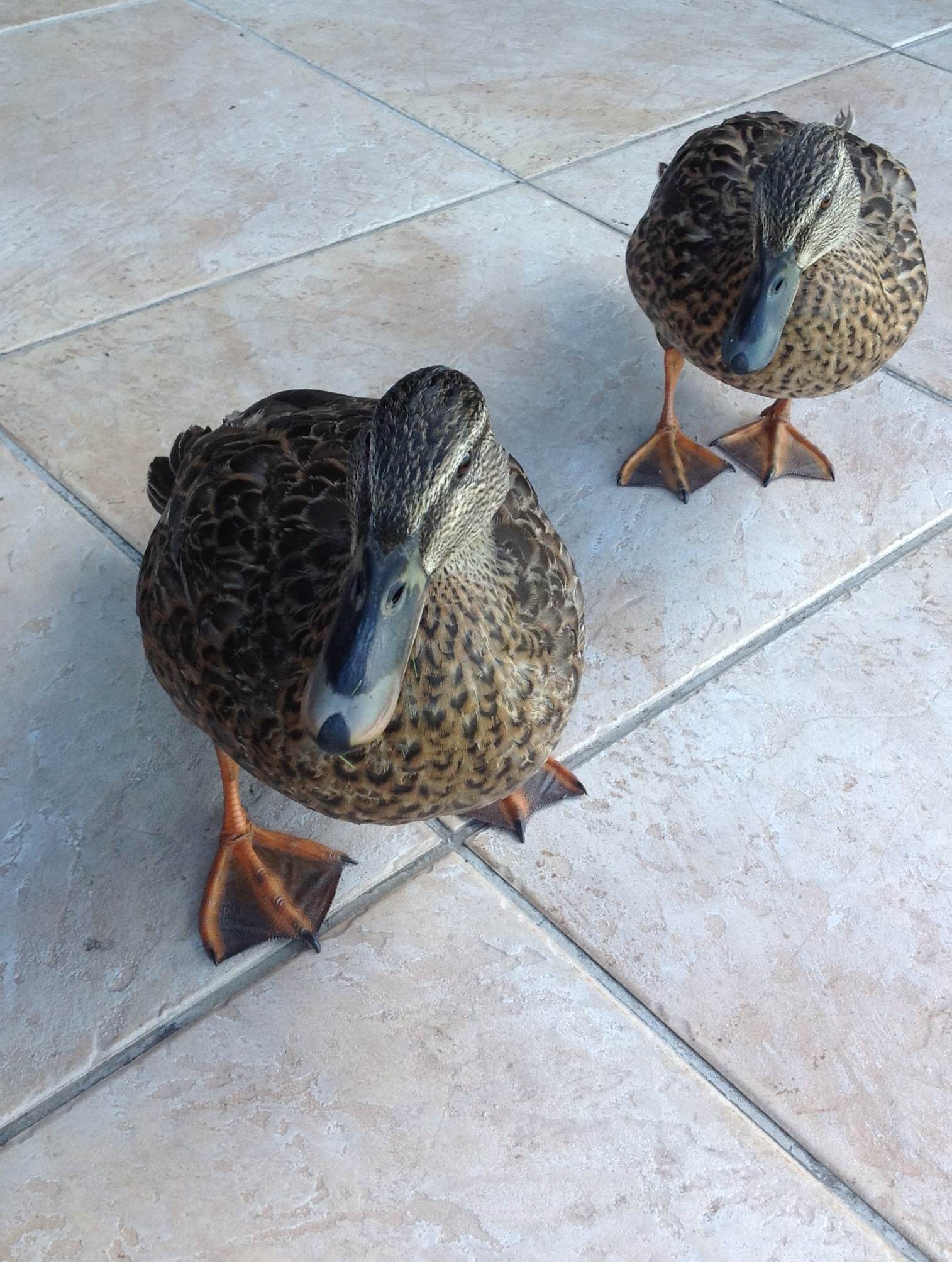 5000米高空自由落体是怎样一种体验新西兰wanaka跳伞