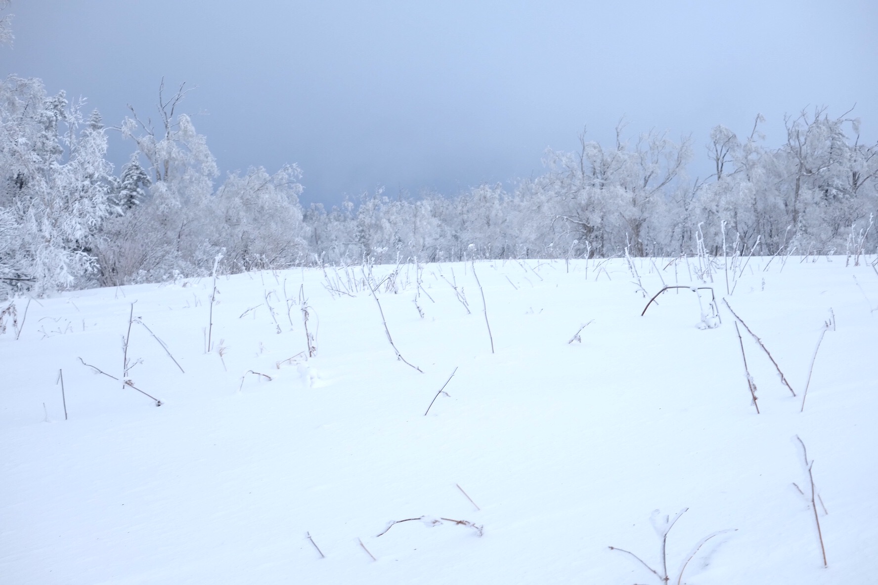 雪鄉自助遊攻略