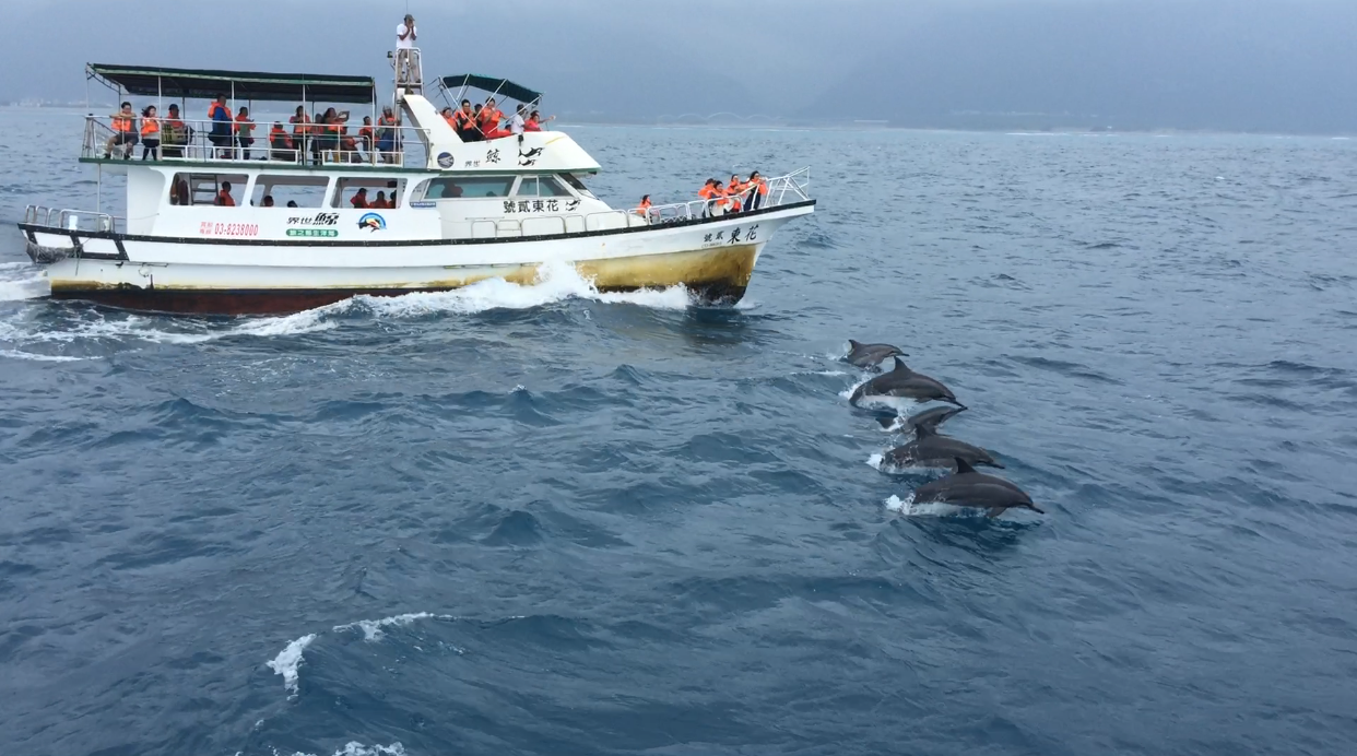 《爸爸去哪儿》花莲赏鲸豚游船体验(含接送)