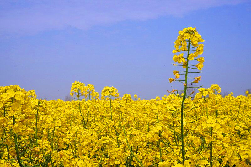 3月21日,驰骋醉美江汉平原,情归中国油菜花博物馆,沙洋万亩金色油怂