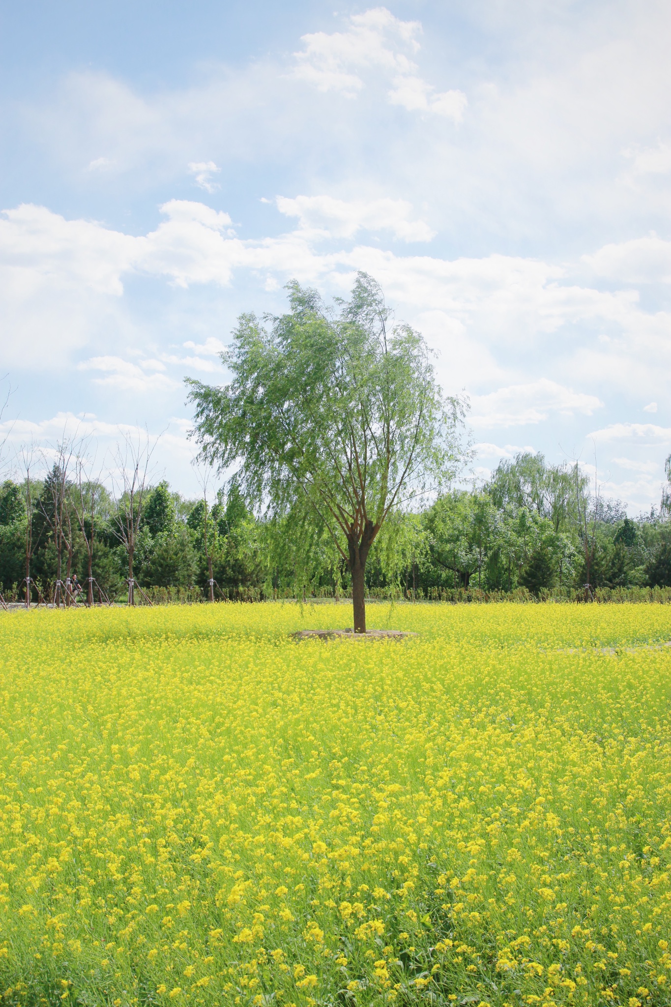 峰yu同行北京春天里的一抹油菜花玉东郊野公园