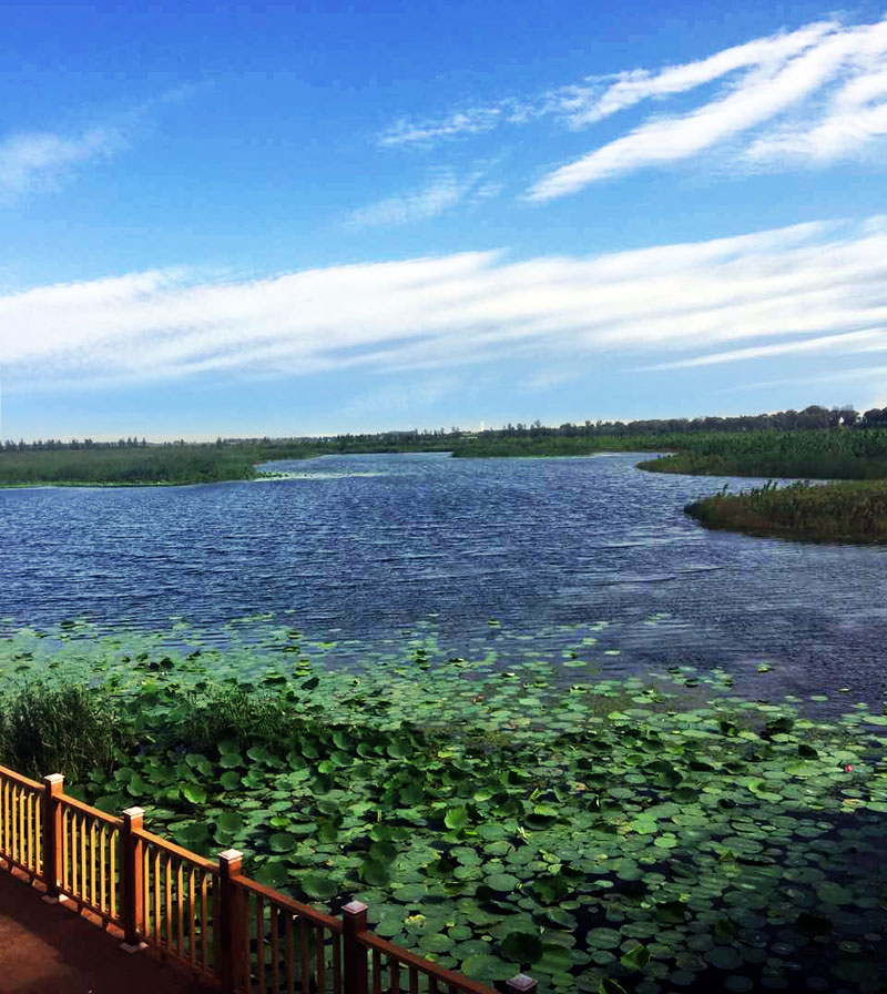 白洋淀烧车淀郊野公园划船 采摘 电瓶车 栈桥光观一日游