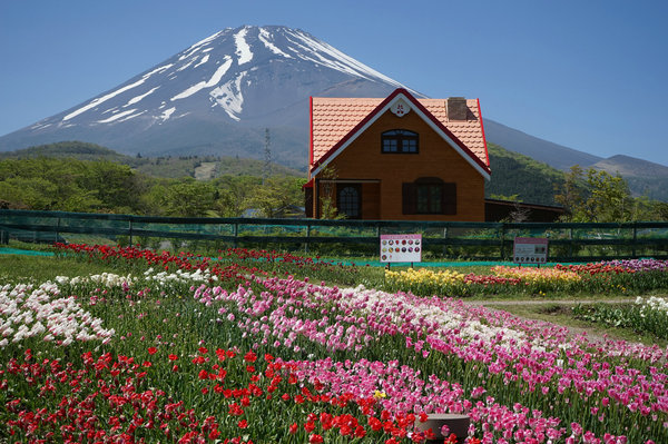 日本富士山 赏樱一日游(新宿出发,富士山芝樱祭