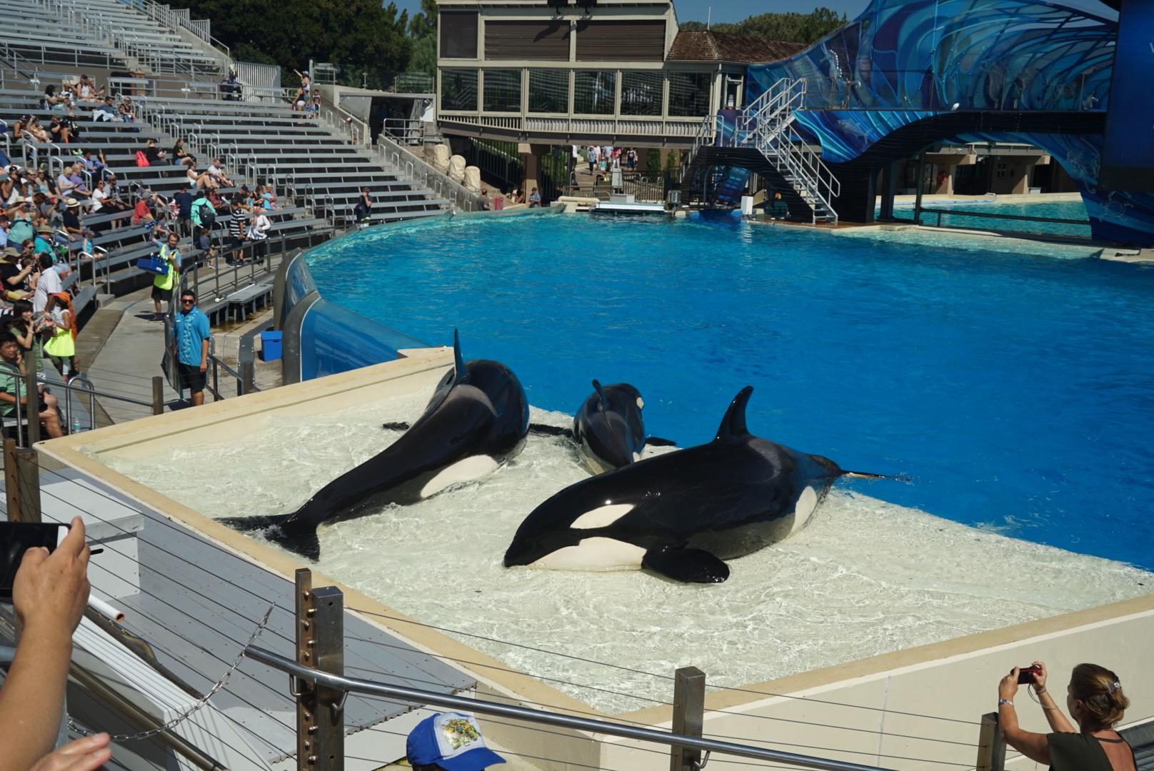 杀人鲸表演  kill whale show