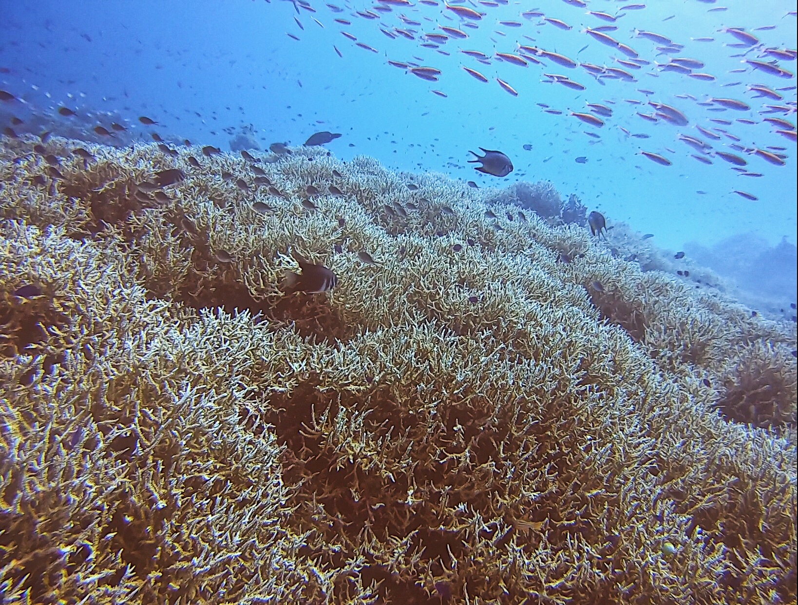 薄荷島自助遊攻略