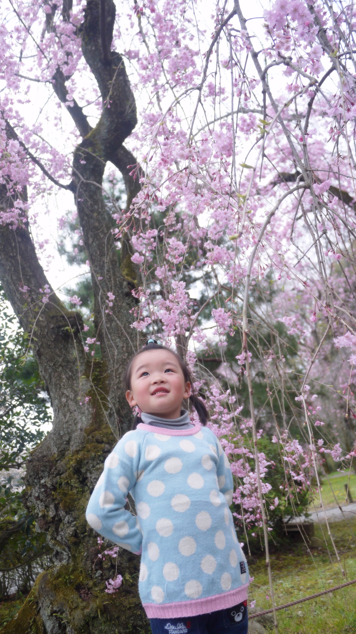 京都自助遊攻略