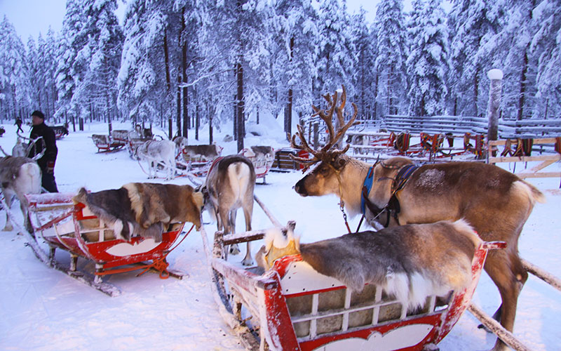 【圣诞老人的故乡】拉普兰圣诞老人村之旅 乘坐驯鹿雪橇 午餐